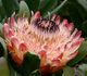 Protea magnifica - Протея благородная
