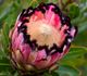 Protea nerifolia - Протея олеандролистная