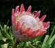 Protea cynaroides - Протея артишоковая