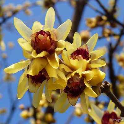 Chimonanthus praecox - Химонант Скороспелый