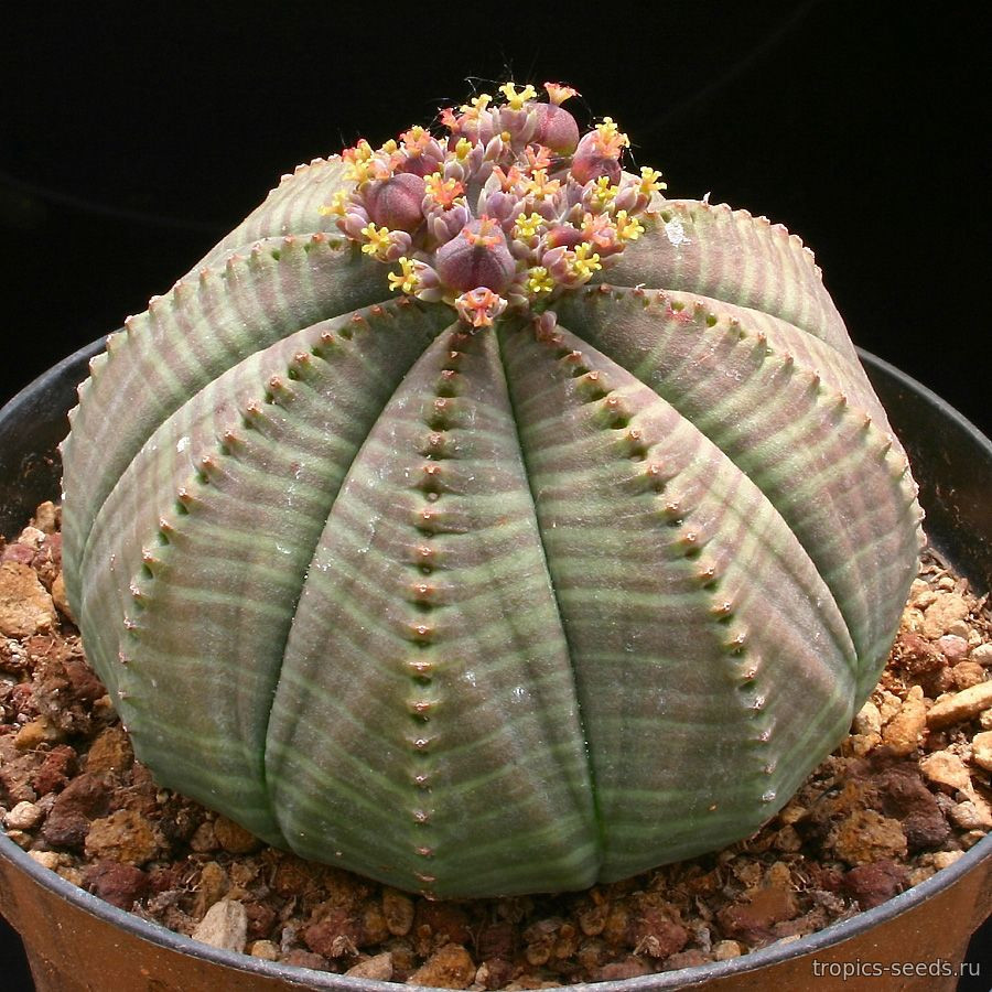 Euphorbia obesa (молочай, эуфорбия)