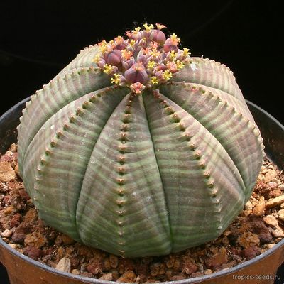 Euphorbia obesa - Молочай Тучный