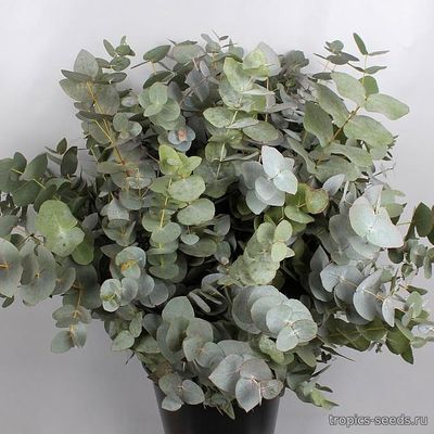 Eucalyptus cinerea - Эвкалипт серебряный