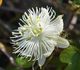 Passiflora foetida ALBA - Пассифлора Изменчивая