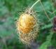 Passiflora foetida ALBA - Пассифлора Изменчивая