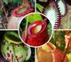 Nepenthes MIX - Непентес (смесь)