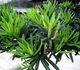 Podocarpus macrophyllus - Подокарпус Крупнолистный