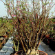 Adenium arabicum
