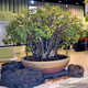 Adenium arabicum