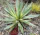 Yucca gloriosa Variegata - Юкка Славная (Пестролистная)