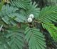 Leucaena Leucocephala - Леуцена светлоголовчатая