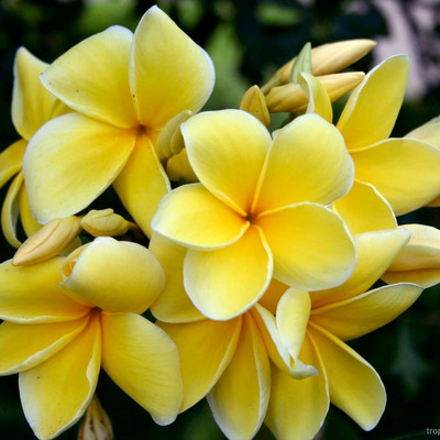 Кликните для увеличения изображения Plumeria rubra YELLOW MOON - Плюмерия