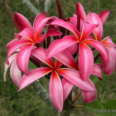 Кликните для увеличения изображения Plumeria rubra LILY PINK - Плюмерия