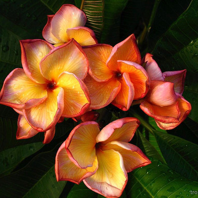 Кликните для увеличения изображения Plumeria rubra CARAMEL LOVE - Плюмерия