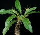 Dorstenia crispa - Дорстения Кучерявая