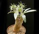 Dorstenia crispa var. lancifolia - Дорстения кучерявая