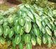 Colocasia fallax - Колоказия обманчивая