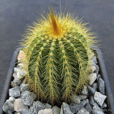 Eriocactus warasii - Эриокактус Вараси