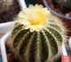 Eriocactus warasii - Эриокактус Вараси
