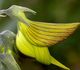 Crotalaria pallida - Кроталярия полосатая