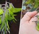 Crotalaria pallida - Кроталярия полосатая