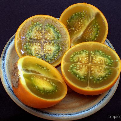 Solanum xanthocarpum - Паслен Индийский