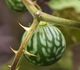 Solanum xanthocarpum - Паслен Индийский