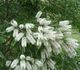 Melaleuca ericifolia - Мелалеука Вересколистная