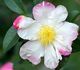 Camellia sasanqua - Камелия эвгенольная
