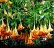 Brugmansia aurea 'ORANGE GLORY' - Бругмансия золотистая