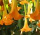 Brugmansia aurea 'ORANGE GLORY' - Бругмансия золотистая