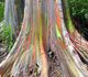 Eucalyptus deglupta - Эвкалипт радужный