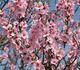 Prunus dulcis - Миндаль обыкновенный