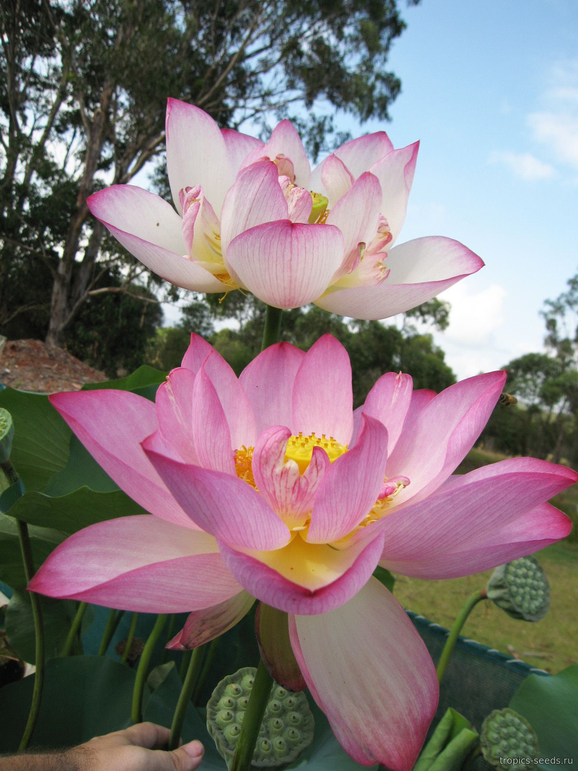 Nelumbo nucifera, Лотос Орехоносный - купить семена на Tropics Seeds.