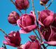 Magnolia Genie - Магнолия Дженни