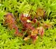 Drosera rotundifolia - Росянка круглолистная