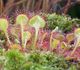 Drosera rotundifolia - Росянка круглолистная