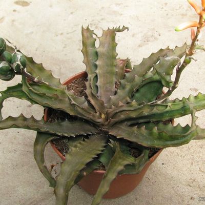 Lomatophyllum (Aloe) prostratum - Ломатофиллум распростертый