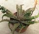Lomatophyllum (Aloe) prostratum - Ломатофиллум распростертый