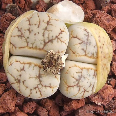 Перейти на страницу товара Lithops werneri C-188 - Литопс Вернера