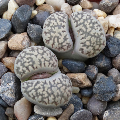 Перейти на страницу товара Lithops salicola - Литопс Солерос