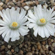 Lithops salicola - Литопс Солерос