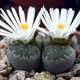 Lithops salicola - Литопс Солерос