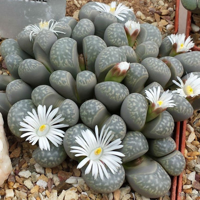 Перейти на страницу товара Lithops marmorata - Литопс мраморный
