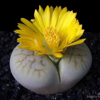 Перейти на страницу товара Lithops pseudotruncatella v.archerae C306 - Литопс