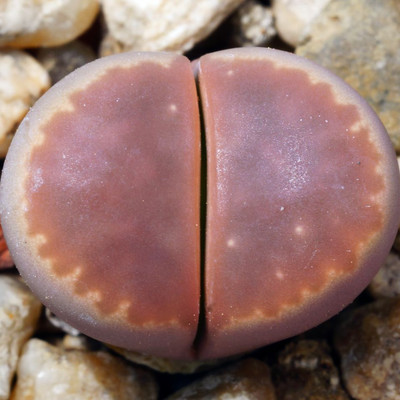 Перейти на страницу товара Lithops olivacea v.nebrownii C162B - Литопс оливковый