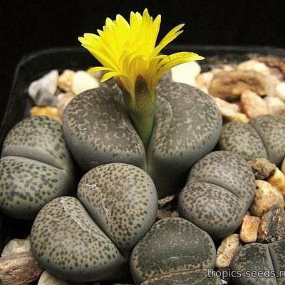Перейти на страницу товара Lithops localis (Lithops terricolor) - Литопс землистый