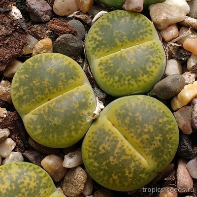 Перейти на страницу товара Lithops leslei - Литопс Лесли