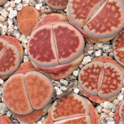 Перейти на страницу товара Lithops karasmontana - Литопс Карасский