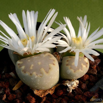Перейти на страницу товара Lithops julii - Литопс Юлиуса